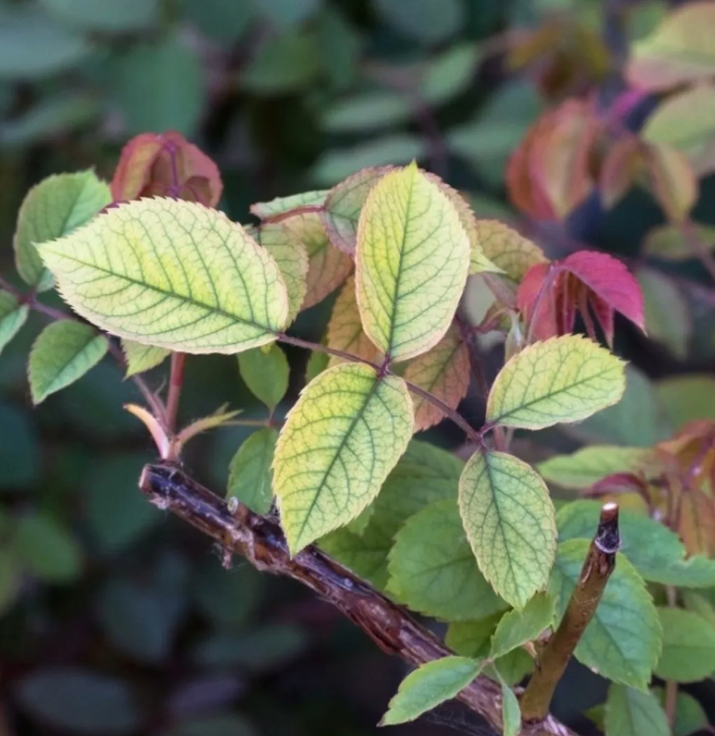 The majority of my female patients are iron deficient and don’t know&nbsp;it.